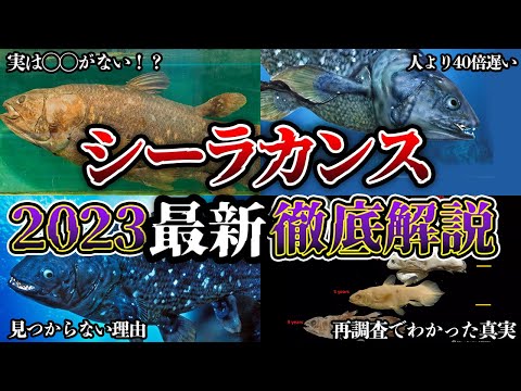 シロハラカイクについて詳しく解説