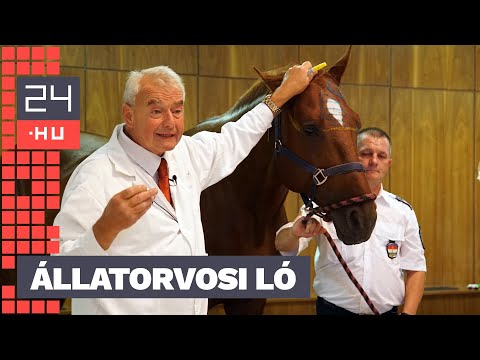 „Ha fehér köpenyt lát, akkor cukrot kér” – két ló indította a tanévet az egyetemi katedrán | 24.hu