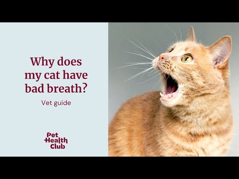 How to fix bad cat breath | quick vet guide