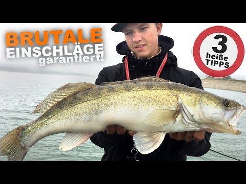 3 insider tips for zander in summer and late summer | Fishing Maximum