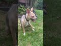 Lucky Dog Animal Rescue S Dana