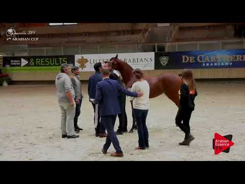 16 ASSILAH AL SHAHANIA Gold Winner Yearling Fillies Championship