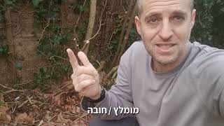 דרך חסכונית ויעילה להשתמש בשאריות מהמטבח לטובת בריאות הגינה