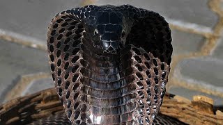 Download lagu 3 Ular Tedung Berbisa di Dunia mp3