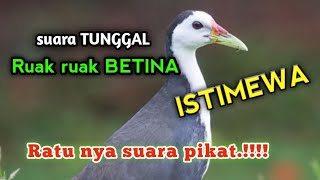 Download lagu AMPUH suara tunggal Ruak ruak betina_ratu nya suara pikat mp3