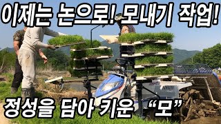 20년차 벼농사꾼이 정성을 담아 키운 "모" 이제는 논으로! 모내기 작업! RICE PLANTING & A …