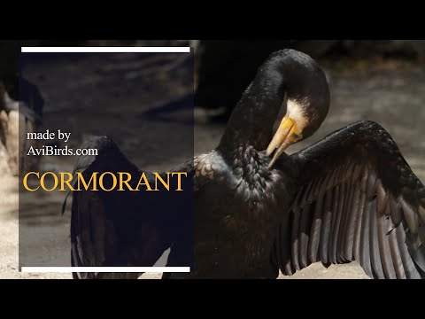 Kormorán veľký (Phalacrocorax carbo) — druhové video