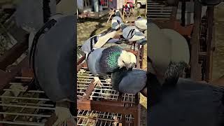 Download lagu MEGAN'S PLONTANG PIGEON TROOPS #pigeons #pigeonlovers #pigeon mp3