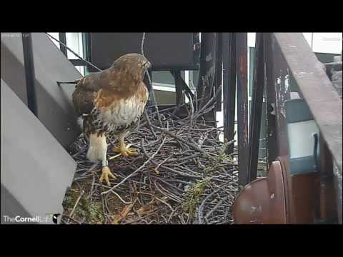 Cornell RTHA Cam  Hard Working Mom-To-Be   11:13 am  _3.10.14_