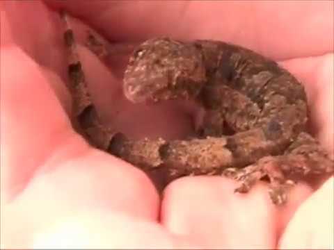 YouTube Video N0G80tZXw6w