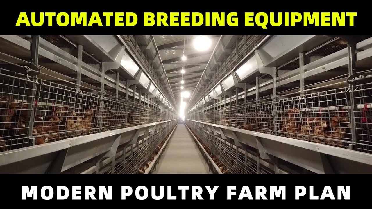 Automated equipment for poultry farming - Modern Chicken Farm