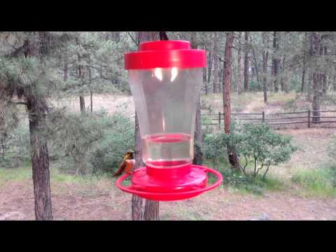 Rufous Hummingbird