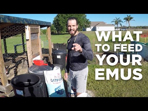 What to Feed Your Emus