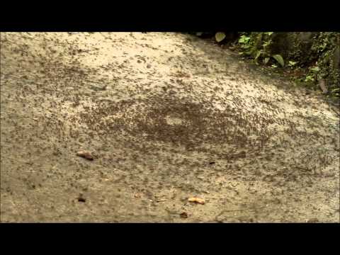 Someone Recorded An Army Ant Death Spiral And It's Oddly Hypnotizing