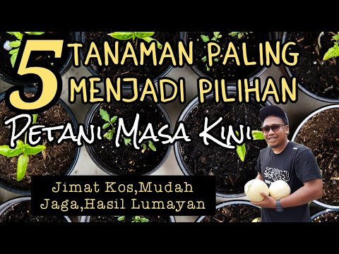 , title : '5 Tanaman Paling Menjadi Pilihan Petani Zaman Sekarang'