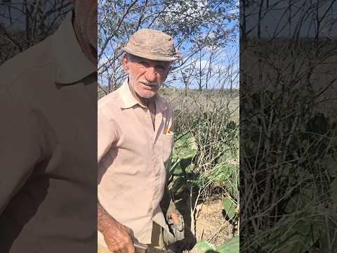 VAQUEIRO COM 70 ANOS DE IDADE TRABALHANDO A TODO VAPOR EM OLIVEDOS NA PARAÍBA