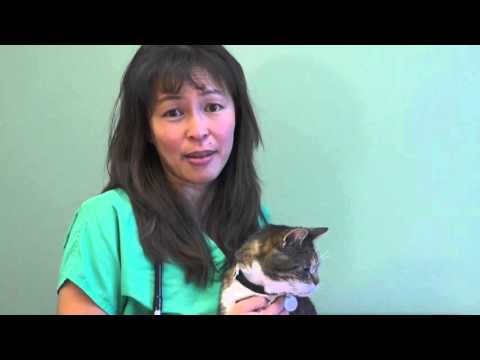 Hyperthyroidism in cats | Dr. Justine Lee