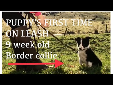 How to LEASH TRAINING your new 9 week old border collie puppy border collies are easy to train