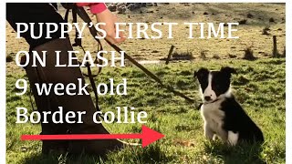 How to LEASH TRAINING your new 9 week old border collie puppy border collies are easy to train