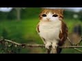 MEOWL