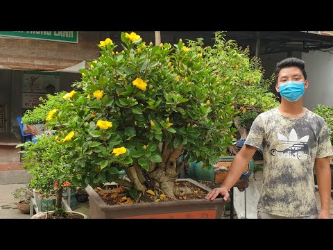 SH.5093. Ngỡ ngàng trước cây Dâm Bụt vàng đây các các bác. đth 0964.894.094