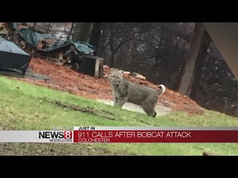 Bobcat who attacked 3 people tests positive for rabies