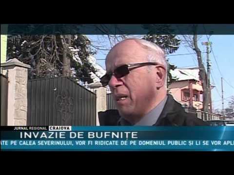 INVAZIE DE BUFNIŢE