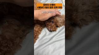 강아지 수명이 사람보다 짧은 이유 !!
