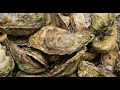 Oyster