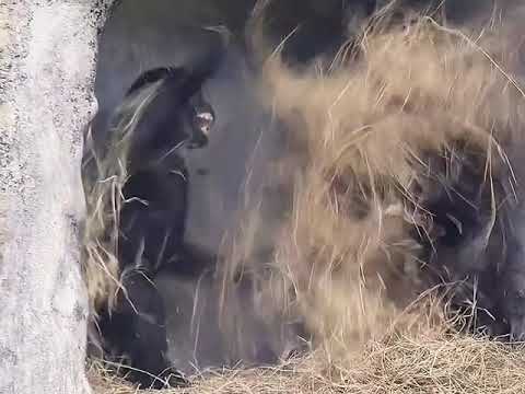 Nimic nou la Italia 😂🥕? 