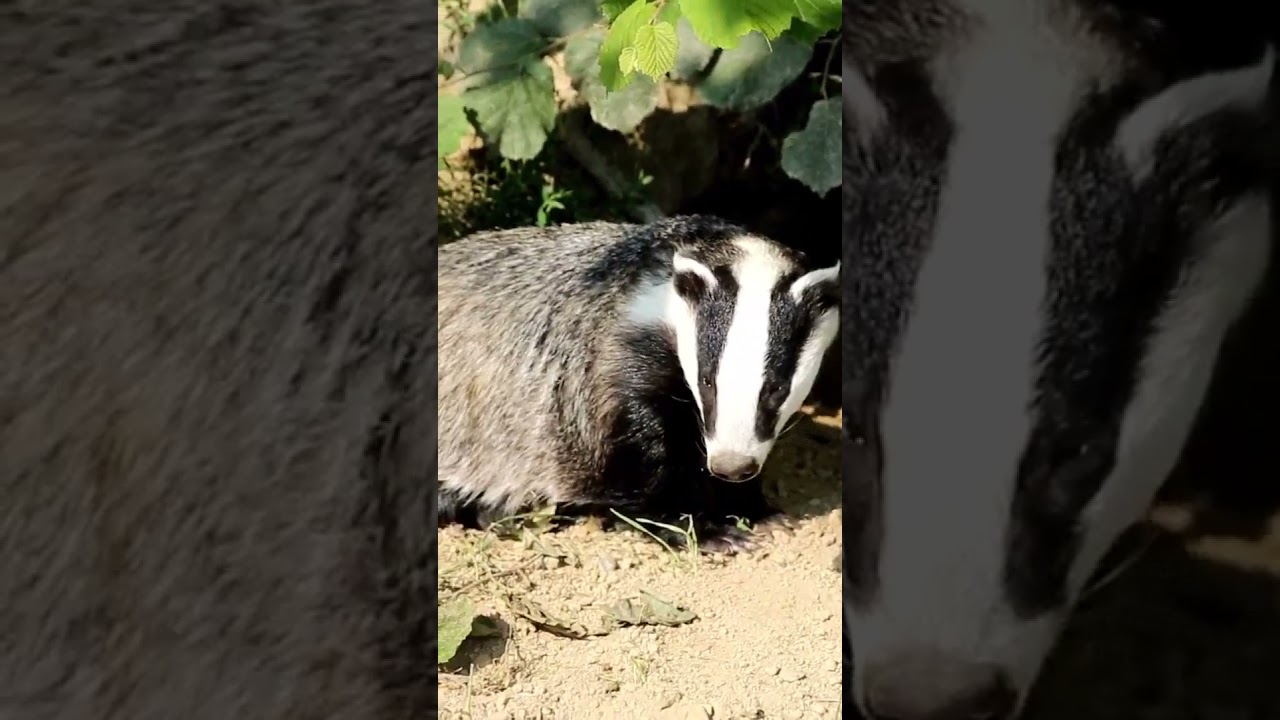 You Didn't Know This About Badgers Until Now!