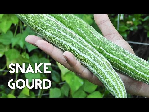 Growing Gourds Part 3 of 5 - Snake Gourds