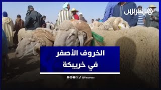 سلالة "الخروف الأصفر" أو سلالة "أبي الجعد" تعتبر الصنف المفضل لدى ساكنة إقليم خريبكة thumbnail