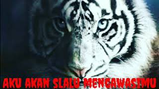 Download lagu Story wa Harimau putih mp3