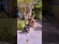 KUNA KUNA CHALLENGE By DIAMOND PLATNUMZ Diamondplatnumz Shorts Dance Makemefamous