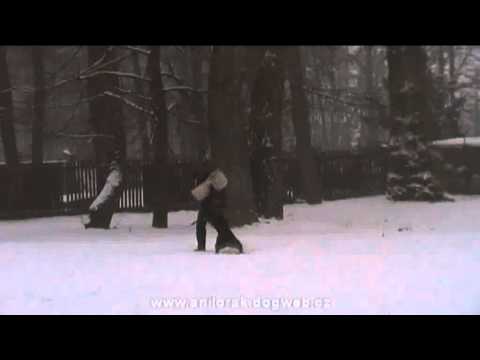 Zacharyáš Suché Lazce - protection training - 12 months old