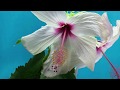 Time Lapse Watch Flowers Bloom Before Your Eyes Short Film Showcase Flute Guitar Music