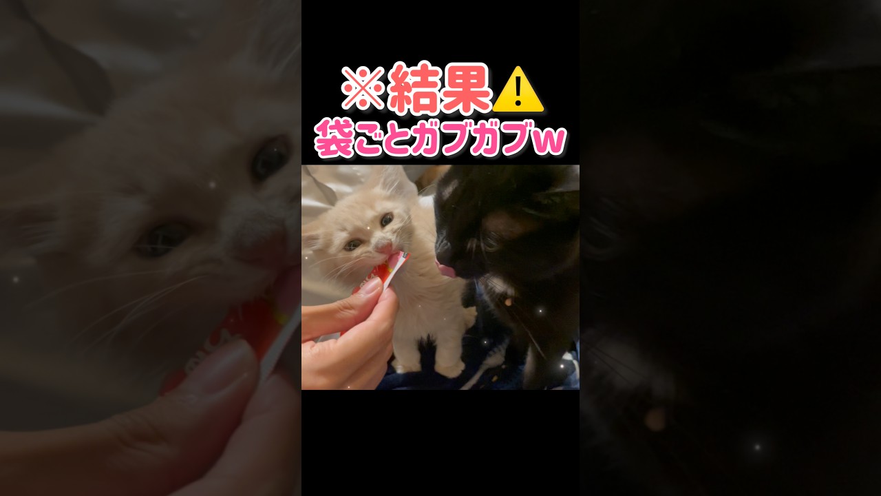 【暴走⚠️】保護したこねこにアレをあげた結果…w