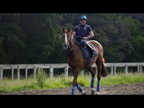 Stradivarius - Royal Ascot immortality awaits!