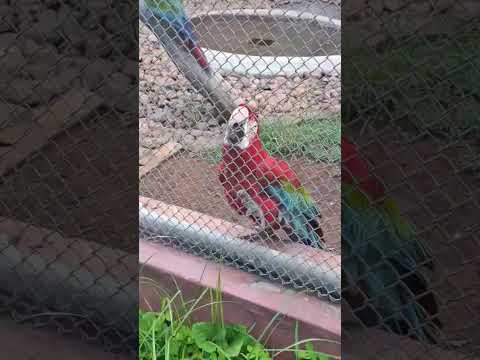 passeio ao zoológico