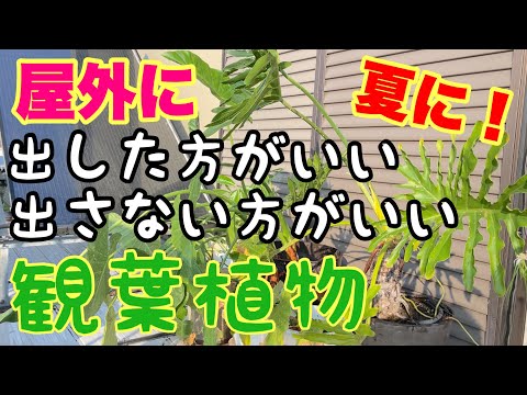 暑さを好む植物は何ですか?水やりを忘れても大丈夫、太陽に優しい10種  庭園