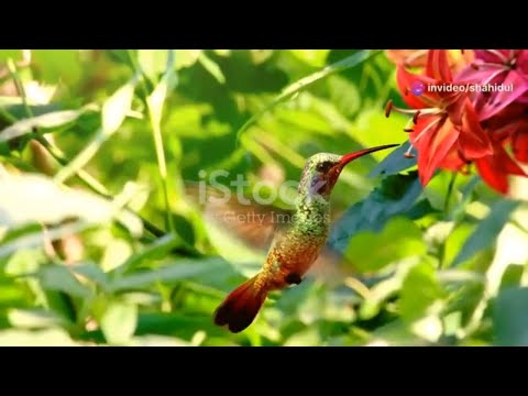 Uncovering the Flight Secrets of Hummingbirds