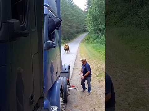 كلب كين كورسو يدافع عن صاحبه