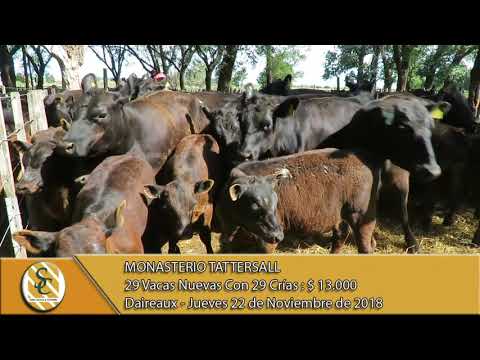 22-11-18 Venta de Vientres - Monasterio Tattersall S.A. - Daireaux