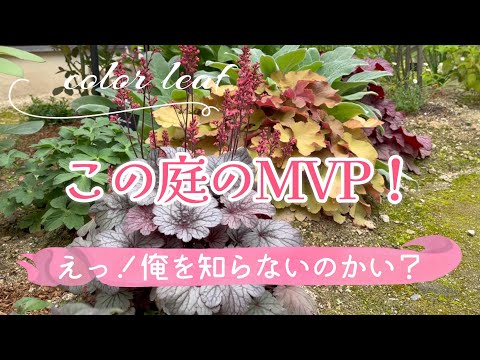 plante vivace couvre-sol –Mukdénie de Ross-culture-pot