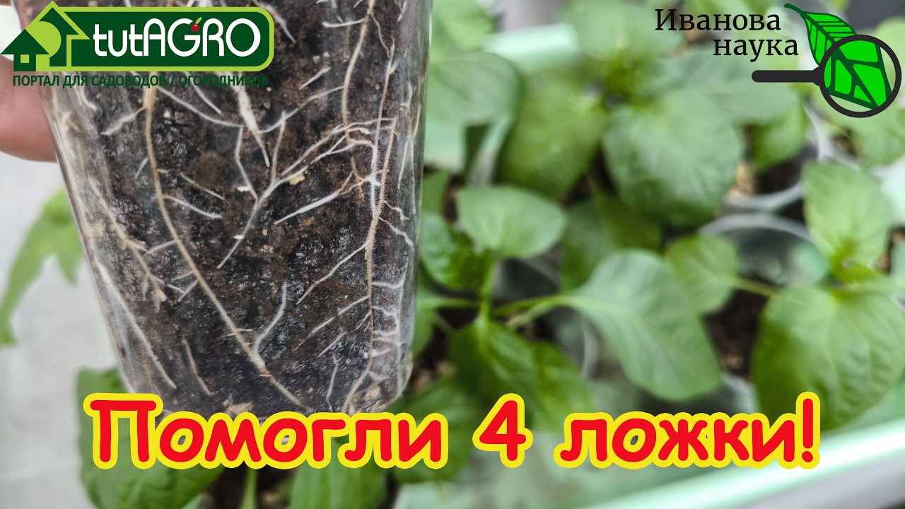 Всего 4 ЛОЖКИ — и рассаду не узнать! Мощные корни и толстый ствол. Мой личный ?
