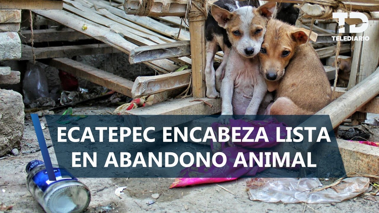Ecatepec, líder en abandono animal en Edomex