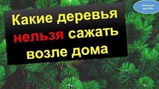 Какие деревья нельзя сажать рядом с домом @Эзотерика для Тебя: Гороскопы. Ритуалы. Советы.