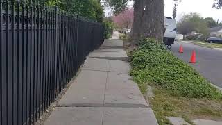 How to Pick Trees That Won't Bring You Future Headaches