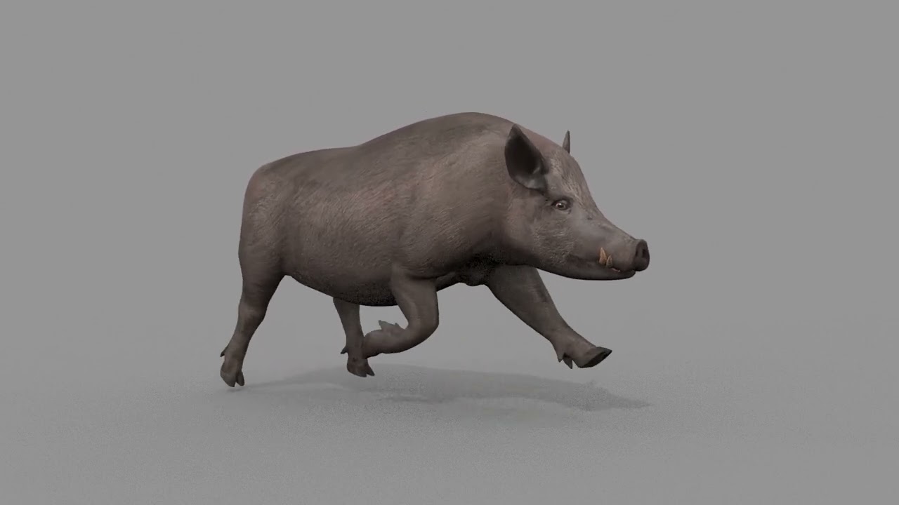 Boar Javali attacker pig - animated 3d fur model 3D Model